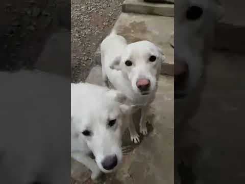 Wikie en vidéo 1