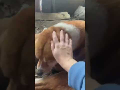 Romeo 2 en vidéo 1