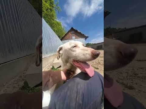 Galak en vidéo 2