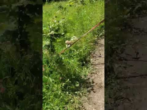 Laryea en vidéo 2