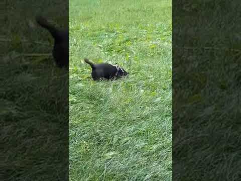 Colchique en vidéo 6