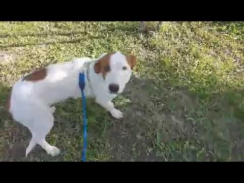 Smartie en vidéo 1