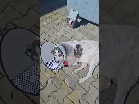 Obelix en vidéo 6