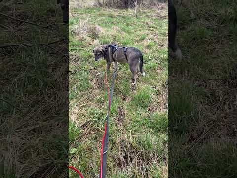 Scapa en vidéo 7