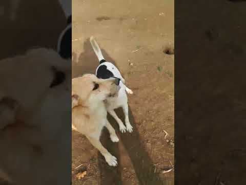 Moon en vidéo 1