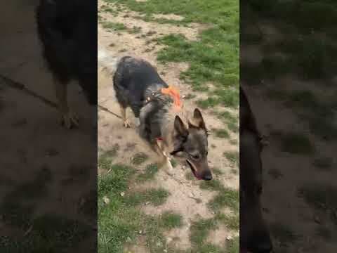 Orange en vidéo 2