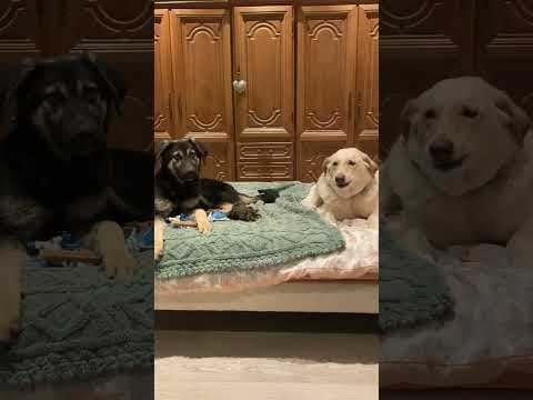 Yocco en vidéo 2