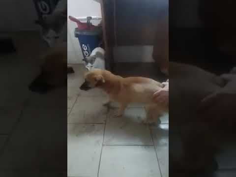 Artea en vidéo 2