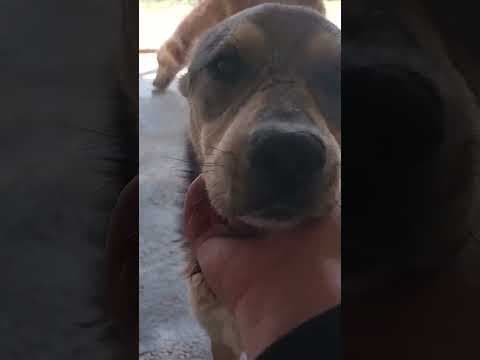 Guss en vidéo 11