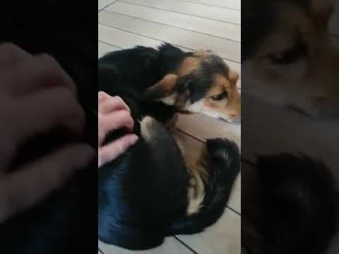 Mirza en vidéo 5
