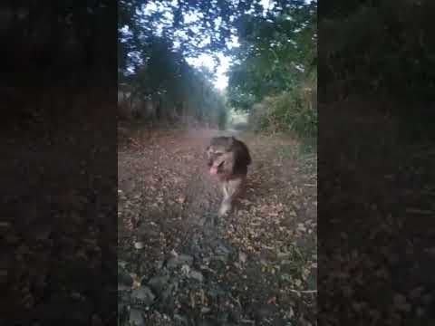Cougar en vidéo 8