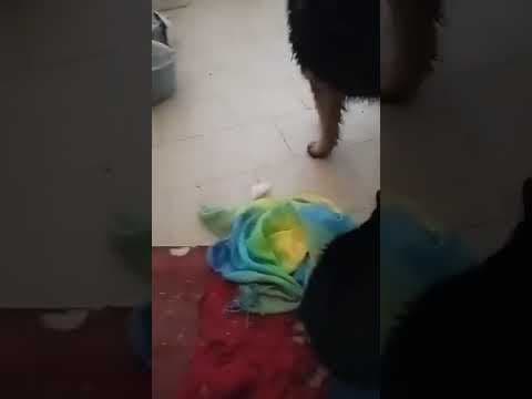 Toundra en vidéo 3