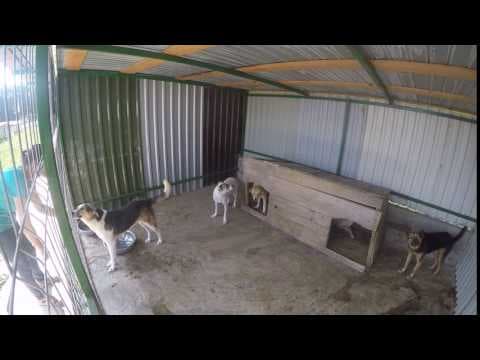 Tiger en vidéo 1