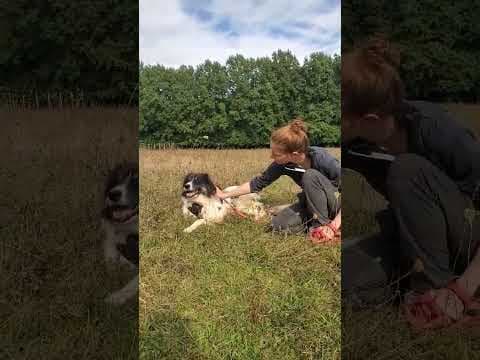 Alfred en vidéo 2