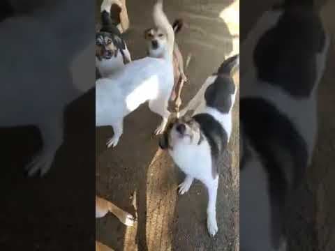 Hayao en vidéo 1