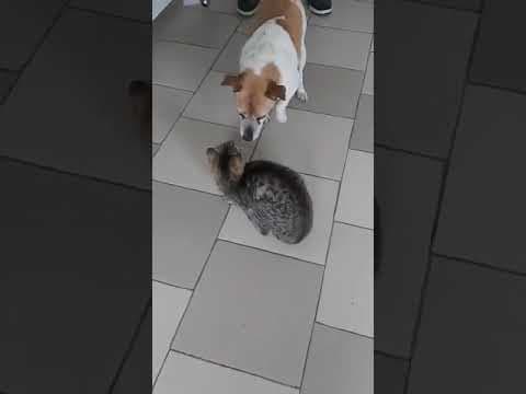 Bulle en vidéo 1