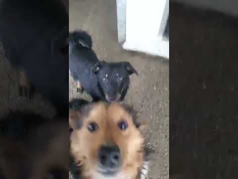Dakota en vidéo 1