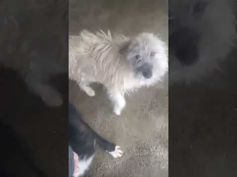 Pollux en vidéo 2