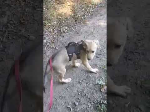 Zafira en vidéo 1