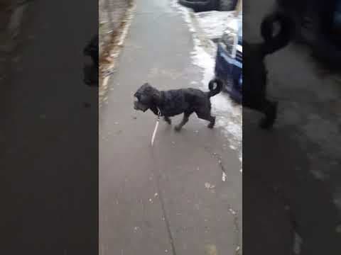 King T en vidéo 1