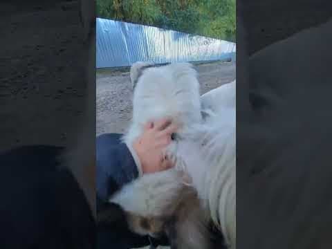 Baïkal en vidéo 1