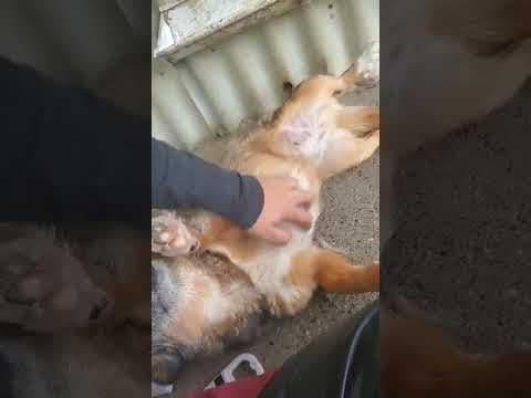 Irma en vidéo 2