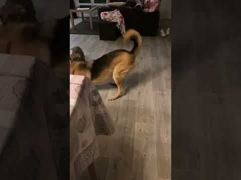 Mako en vidéo 2