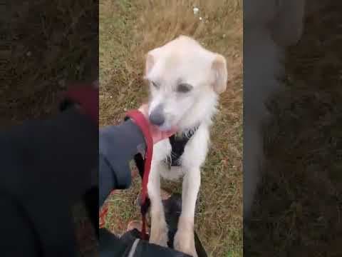 Pirate en vidéo 3