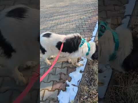 Ixia en vidéo 2