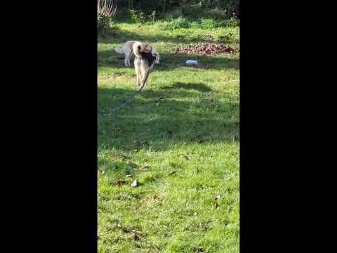 Hephaïstos en vidéo 2