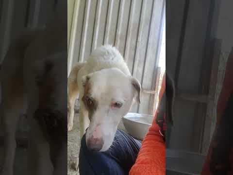 Galak en vidéo 1
