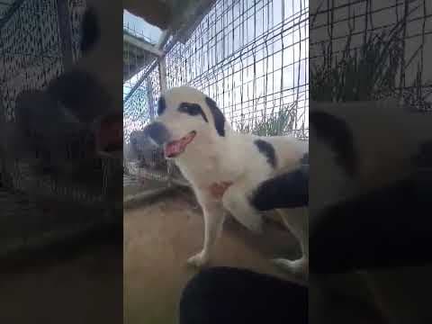 Oreo en vidéo 2