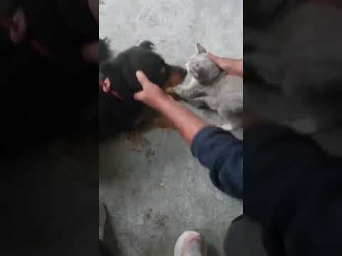 Tornado en vidéo 2
