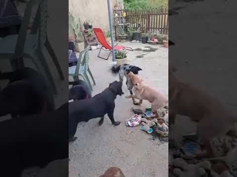 Quebec en vidéo 2