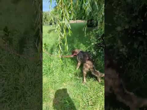 Kala en vidéo 2
