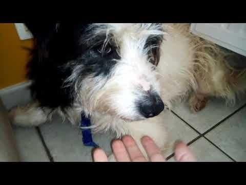 Hiona en vidéo 4