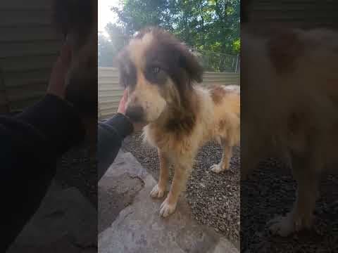 Pilou en vidéo 1