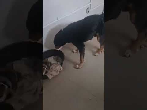 Attikus en vidéo 5