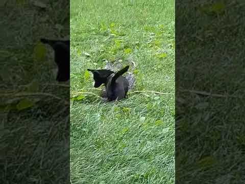 Colchique en vidéo 5