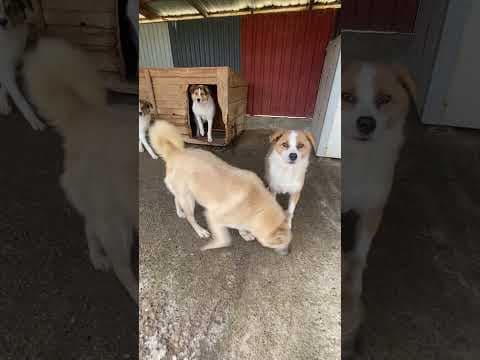 Bumper en vidéo 4