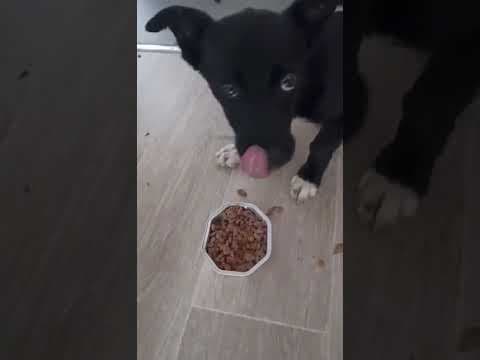 Toinette en vidéo 1