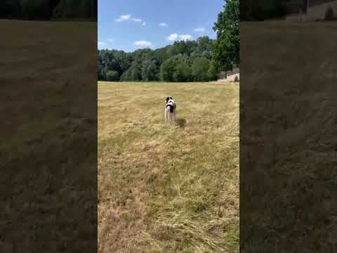 Sambo en vidéo 5