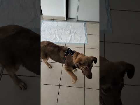 Tartuffe en vidéo 1