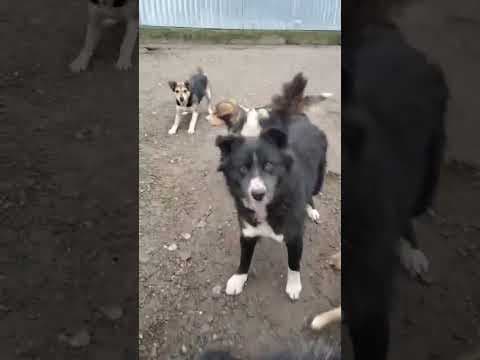 Felix en vidéo 1
