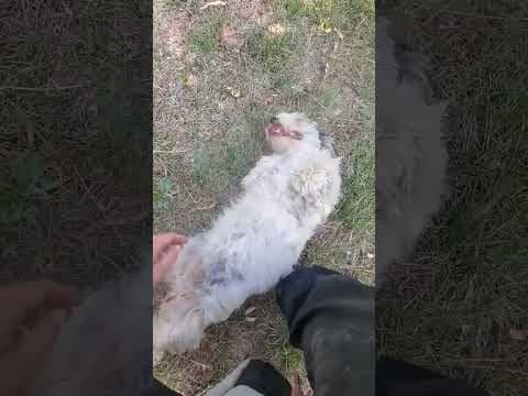Miaa en vidéo 1