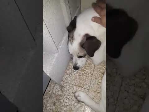 ** Bayou ** 4 Ans De Box en vidéo 7