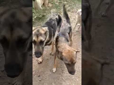Stetson en vidéo 1