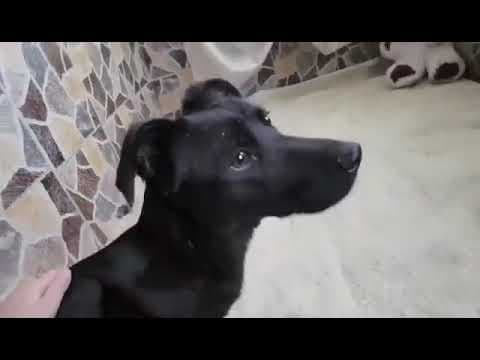 Nikita en vidéo 1
