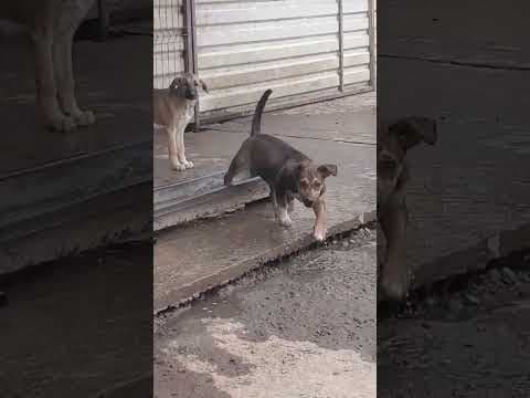 Neymar en vidéo 1