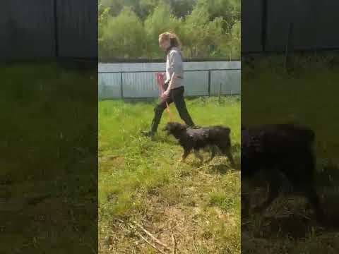 Raven en vidéo 3